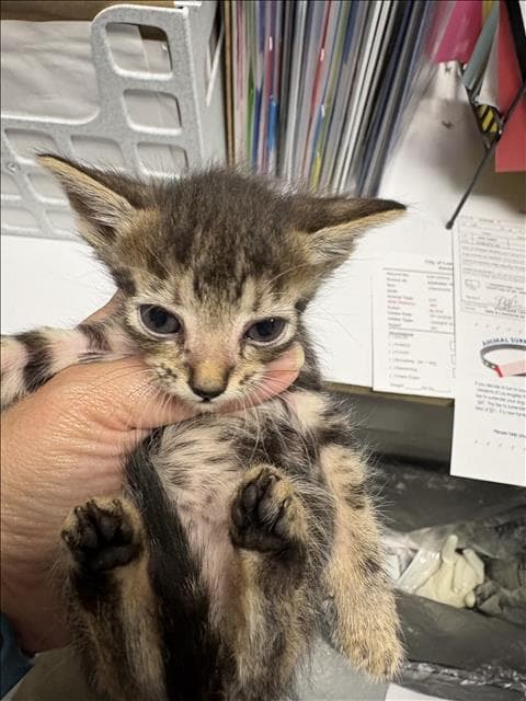 Unknown - Domestic Short Hair