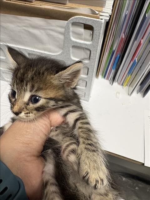 Purple - Domestic Short Hair