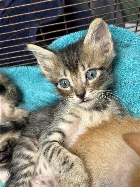 Polo - Domestic Short Hair
