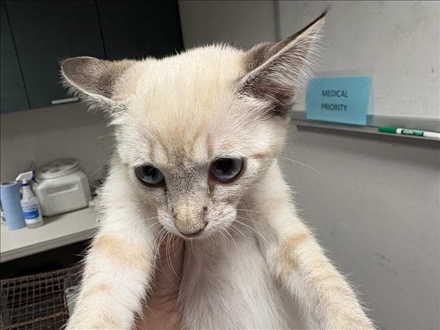 Neve - Siamese