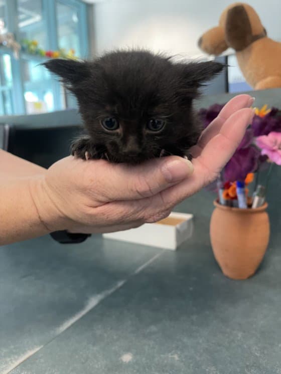 Snarly - Domestic Short Hair