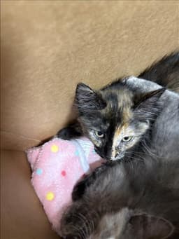 Tortie image 1