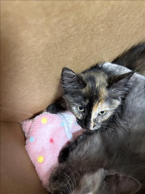 Tortie - Domestic Short Hair