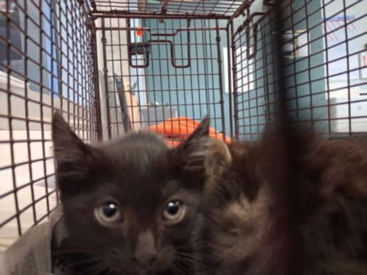 Simba - Domestic Short Hair