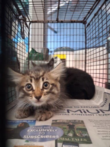 Mikey - Domestic Short Hair