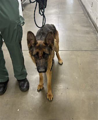 Misty - German Shepherd Dog