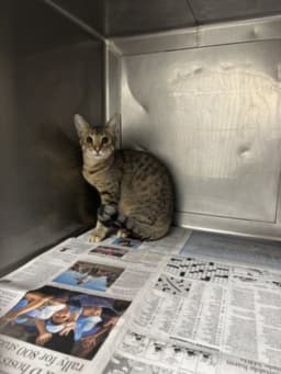 Mew image 1