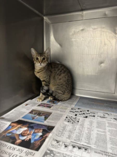 Mew - Domestic Short Hair