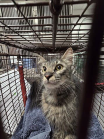 Nova - Domestic Medium Hair