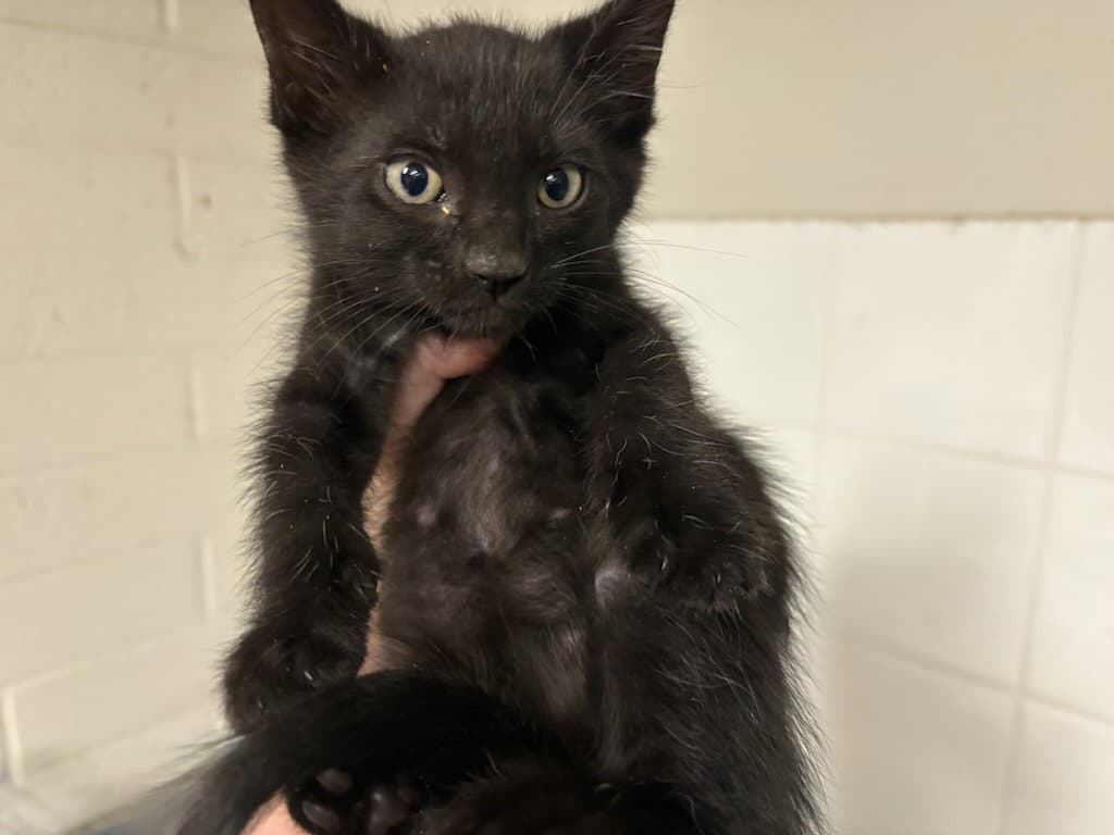 Rigatoni - Domestic Short Hair