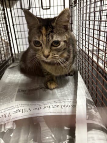 Bonnie - Domestic Short Hair