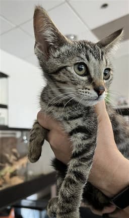 Charlie image 1
