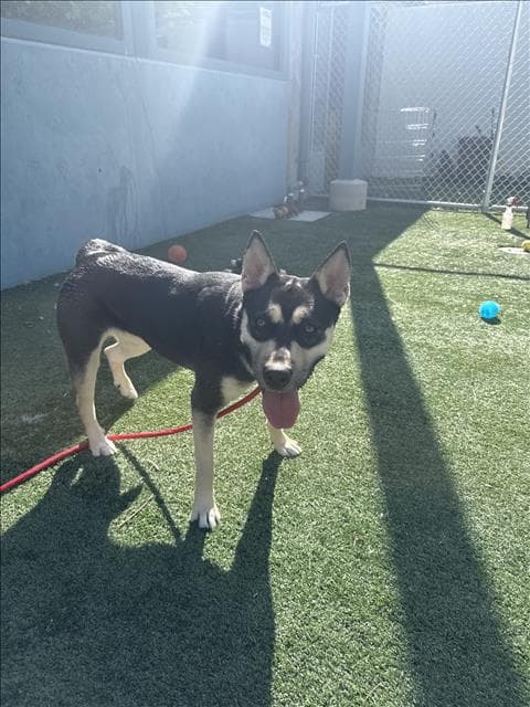 Mocha - German Shepherd Dog