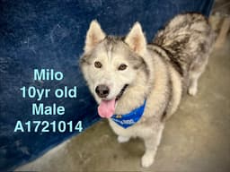 Milo image 1