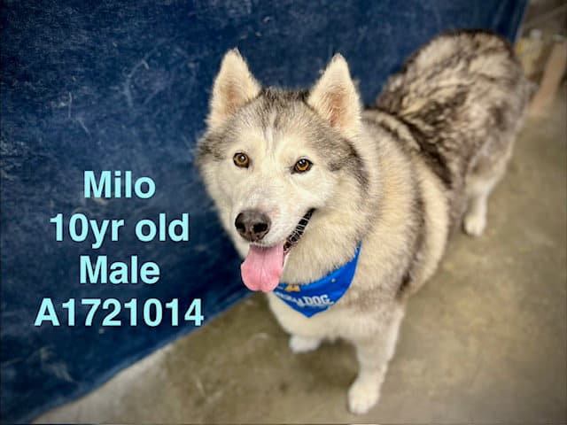 Milo - Siberian Husky
