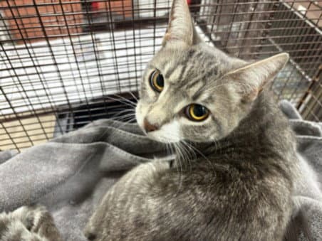 Rufus - Domestic Short Hair