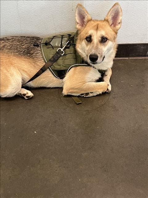 Balboa - German Shepherd Dog