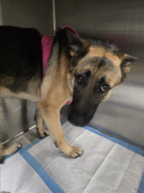 Bella Pearl - German Shepherd Dog