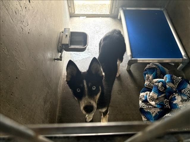 Penelope - Husky