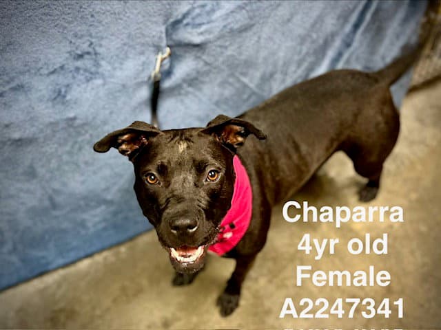 Chaparra - Pit Bull Terrier