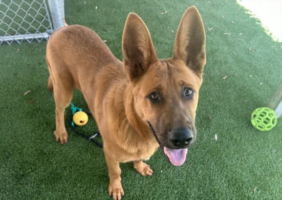Bronco - German Shepherd Dog