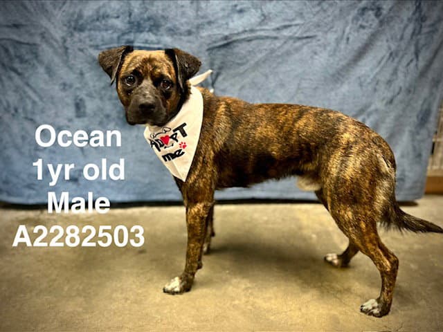 Ocean - Boxer