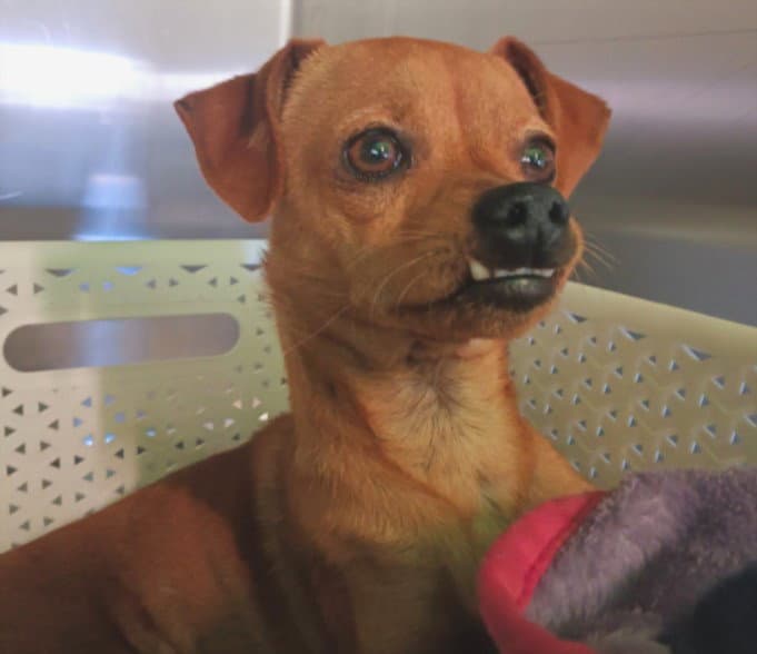 Pancho - Chihuahua
