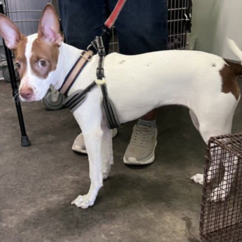 Angie - Rat Terrier