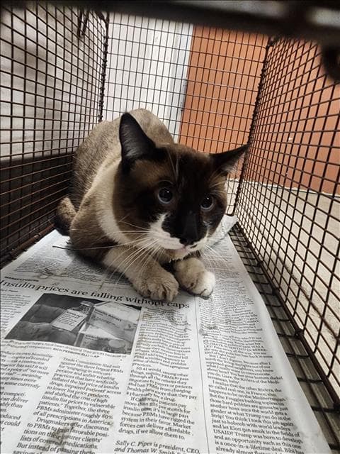 Angel - Siamese