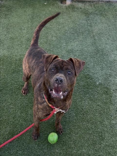 Chako - Boxer