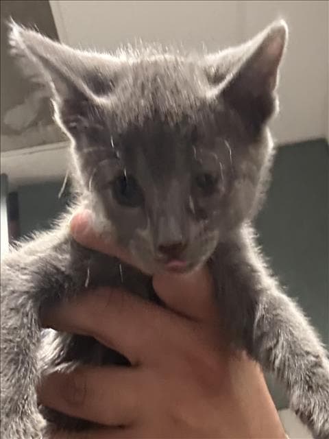 Unknown - Domestic Short Hair