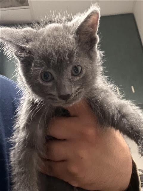 Unknown - Domestic Short Hair