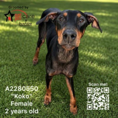 Koko - Doberman Pinscher
