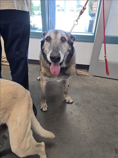Abby - Belgian Shepherd Malinois