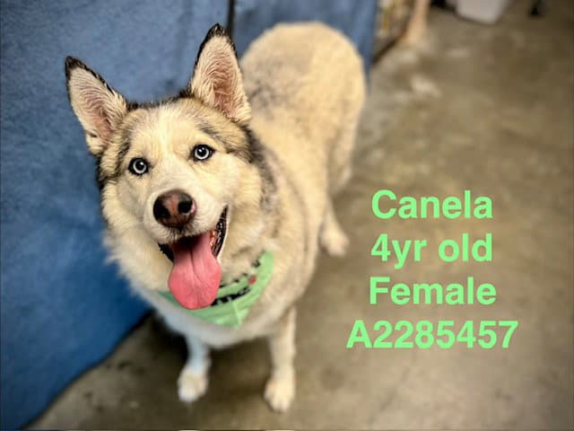 Canela - Siberian Husky