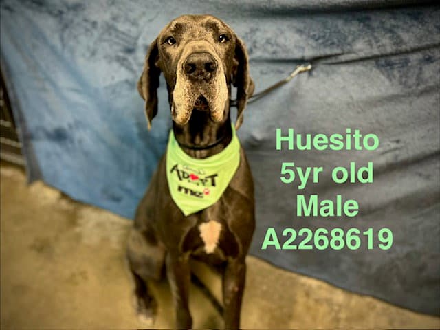 Huesito - Great Dane