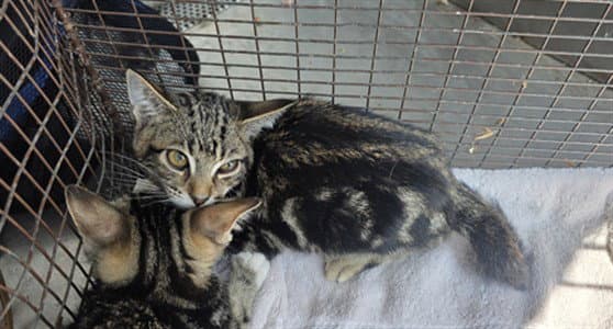 Valentine - Domestic Short Hair