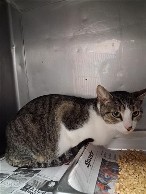 Boba - Domestic Short Hair