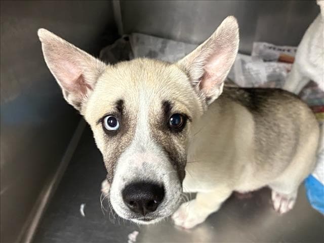 Tyler - German Shepherd Dog