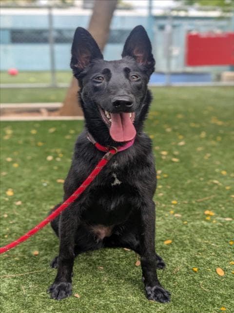 Nuna - Belgian Shepherd Malinois
