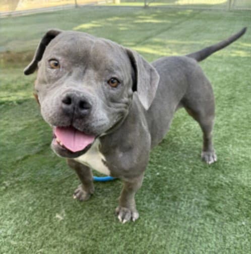 Storm - Pit Bull Terrier