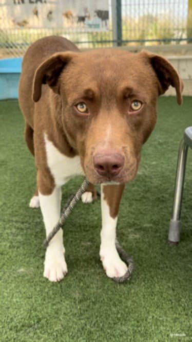 Max - Pit Bull Terrier