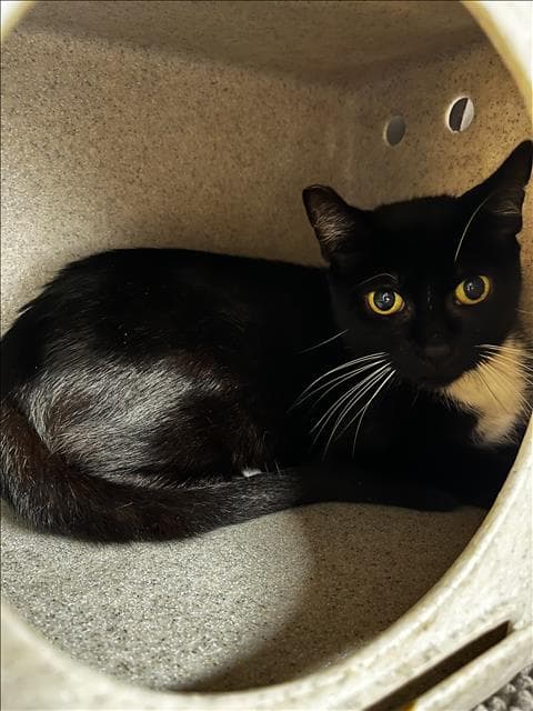 Mum - Domestic Short Hair
