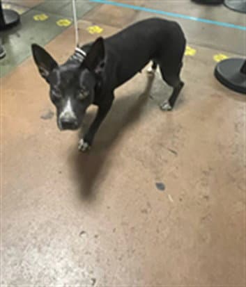 Melody - Australian Cattle Dog/Blue Heeler