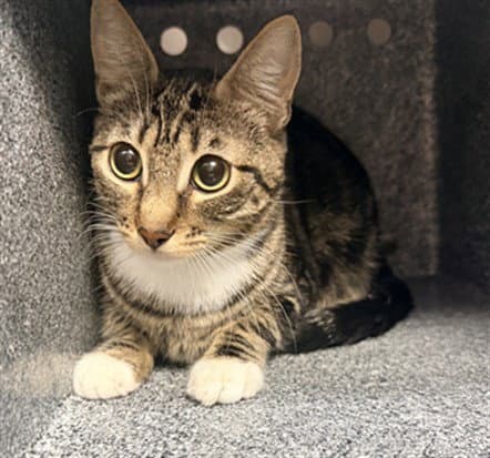 Jewl - Domestic Short Hair