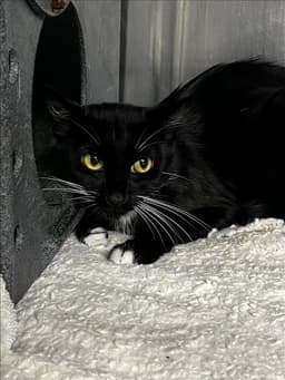 Daisy image 1