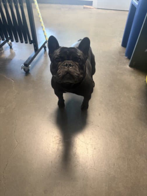 Bentley - French Bulldog