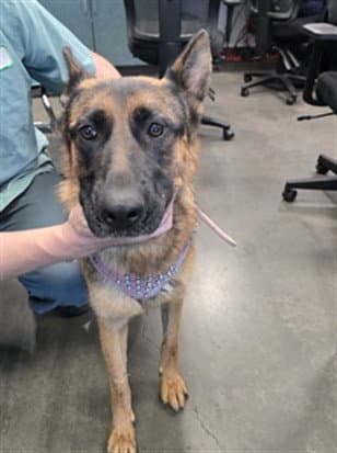 Ava - German Shepherd Dog