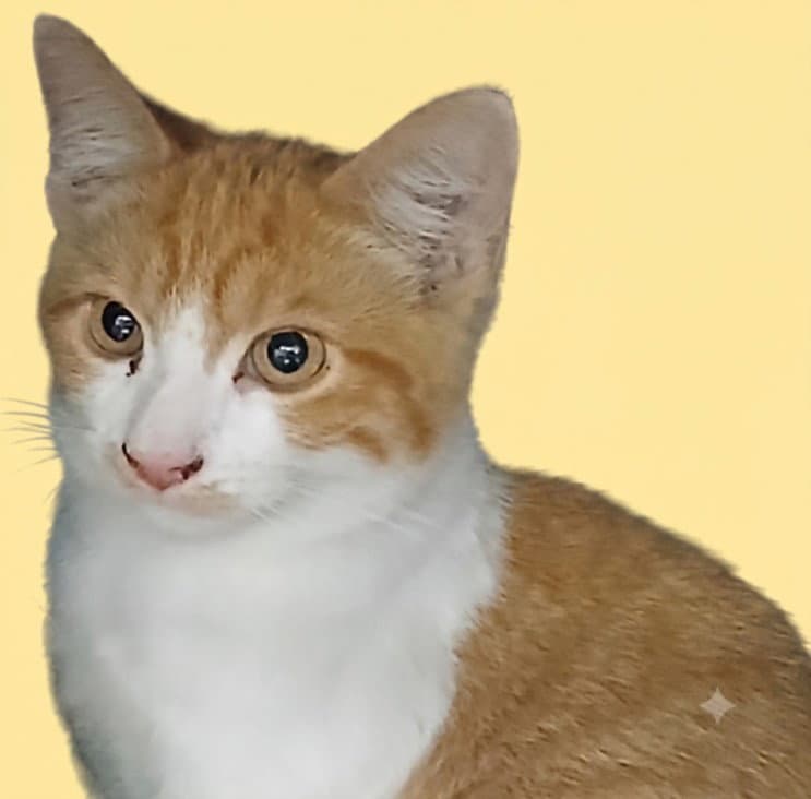 Stuart - Domestic Short Hair