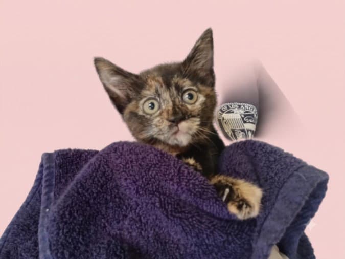 Chicken - Domestic Short Hair